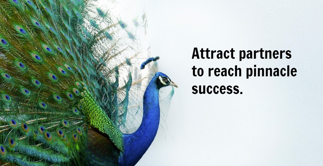 Attract partners to reach pinnacle success.